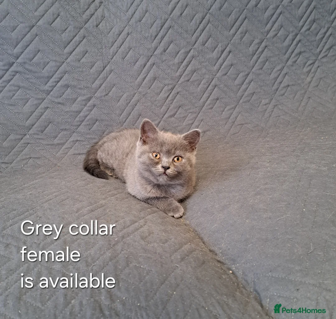 British Shorthair cats for sale: British Shorthair Blue female is ready to go  - Advert 2