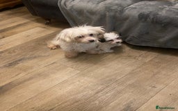 Maltipoo dogs for sale: Tiny Girl Parti Maltipoo Puppy - Image 7