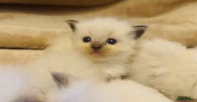 Ragdoll cats - Advert 10