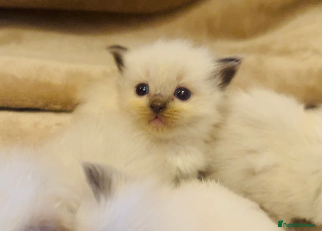 Ragdoll cats for sale: Cute & Gorgeous Purebred Bluepoint Ragdoll Kittens - Image 3