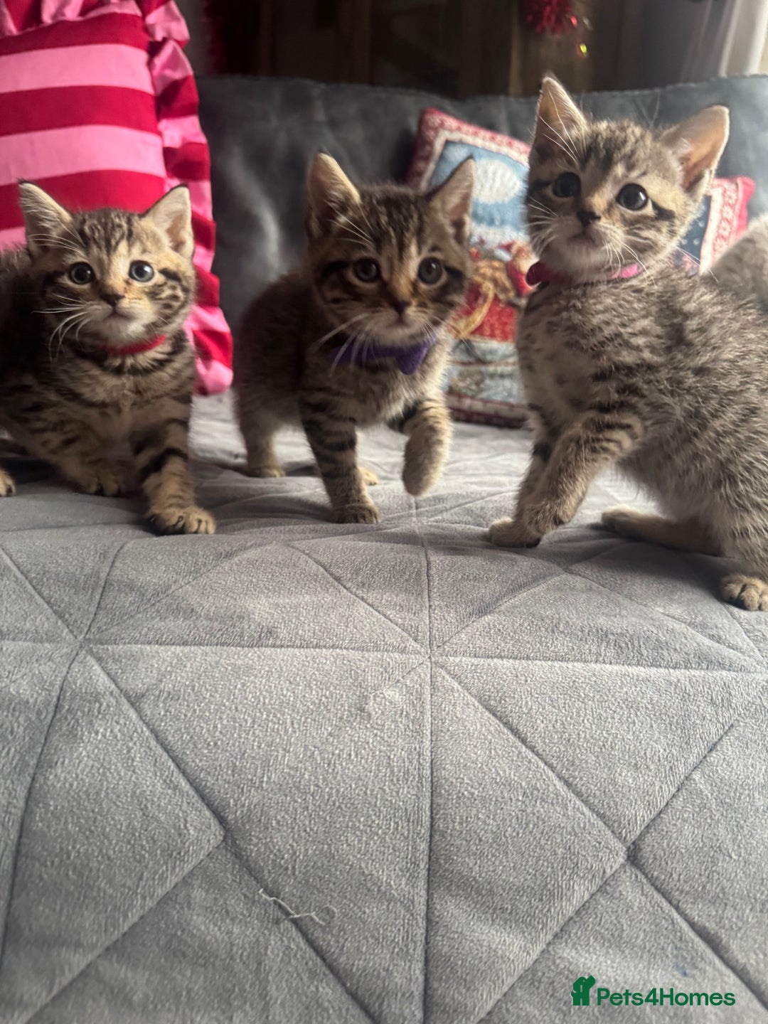 Mixed Breed cats for sale: Kittens needing loving homes  - Advert 11