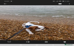 Cavalier King Charles Spaniel dogs for sale: 8 month male Cavalier purebred. - Image 3