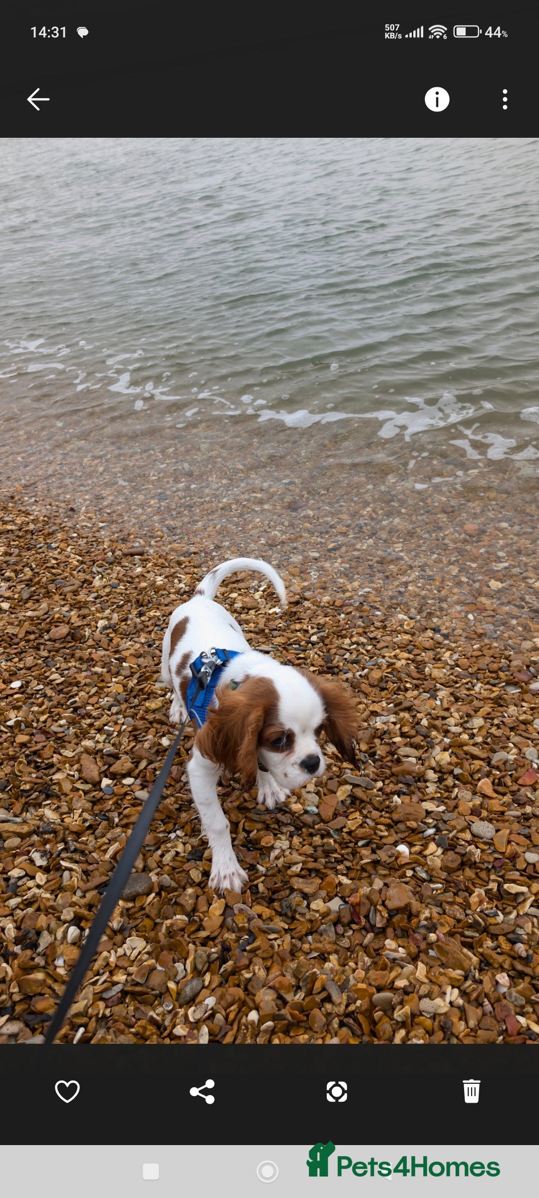 Cavalier King Charles Spaniel dogs for sale: 8 month male Cavalier purebred. - Image 3