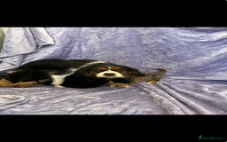 Cavapoo dogs for sale: Stunning rare colour F1 Cavapoo’s  - Image 13
