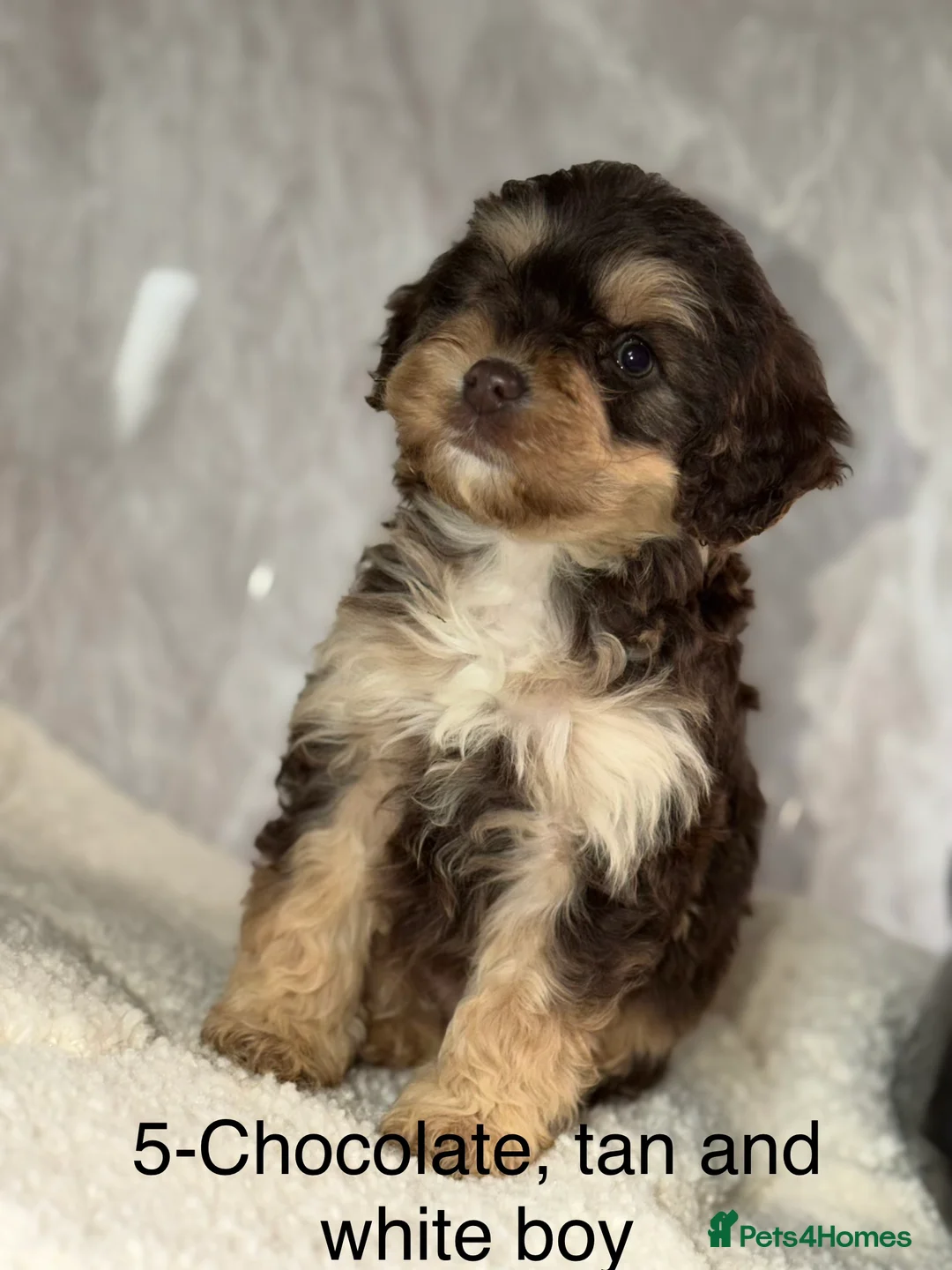 Cockapoo dogs for sale: Stunning F1 Cockapoos - Advert 16