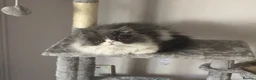 Exotic cats for sale: Exotic Persian male kitten - Advert 3