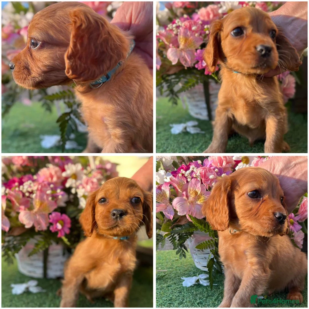 Mixed Breed dogs for sale: CAVAPOO PUPPIES 🐶🐾💙🩷 - Advert 18