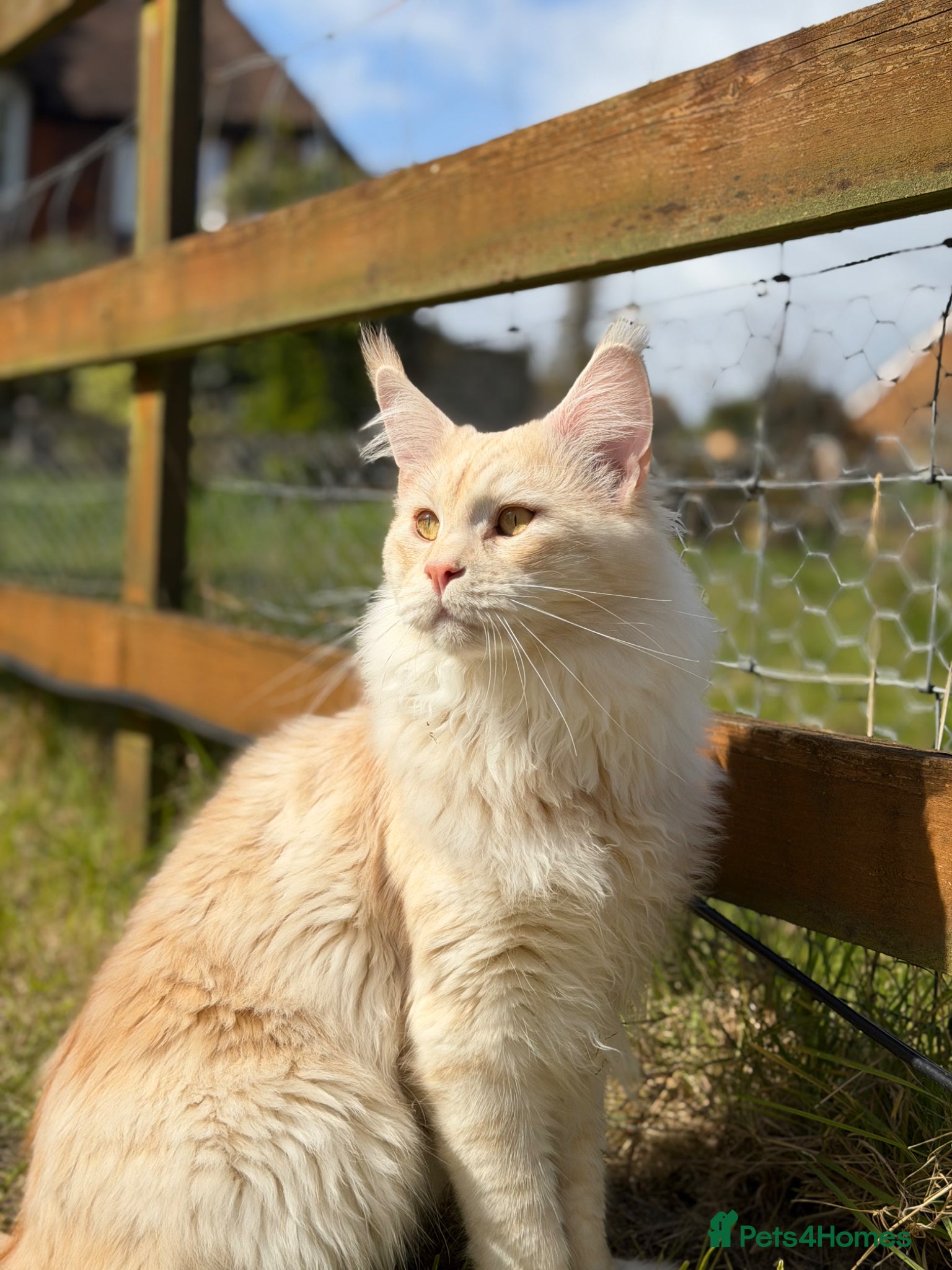 Maine Coon cats Maine Coon stud - Advert 18