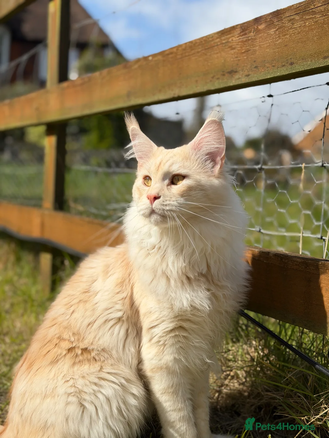 Maine Coon cats for stud: Maine Coon stud - Advert 1