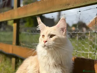 Maine Coon cats Maine Coon stud - Advert 18