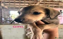 Mixed Breed dogs for sale: 10 Bedlington Whippet Puppies - 6 DOGS 4 BITCHES - Image 17