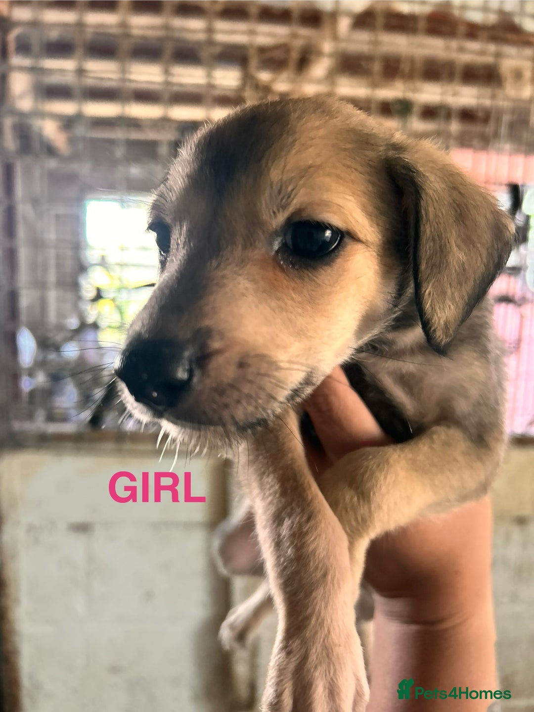 Mixed Breed dogs for sale: 10 Bedlington Whippet Puppies - 6 DOGS 4 BITCHES - Image 17