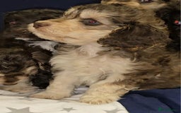 Cockapoo dogs for sale: 🐾 F1 Cockapoo Puppies – Ready Now! 🐾 - Image 2