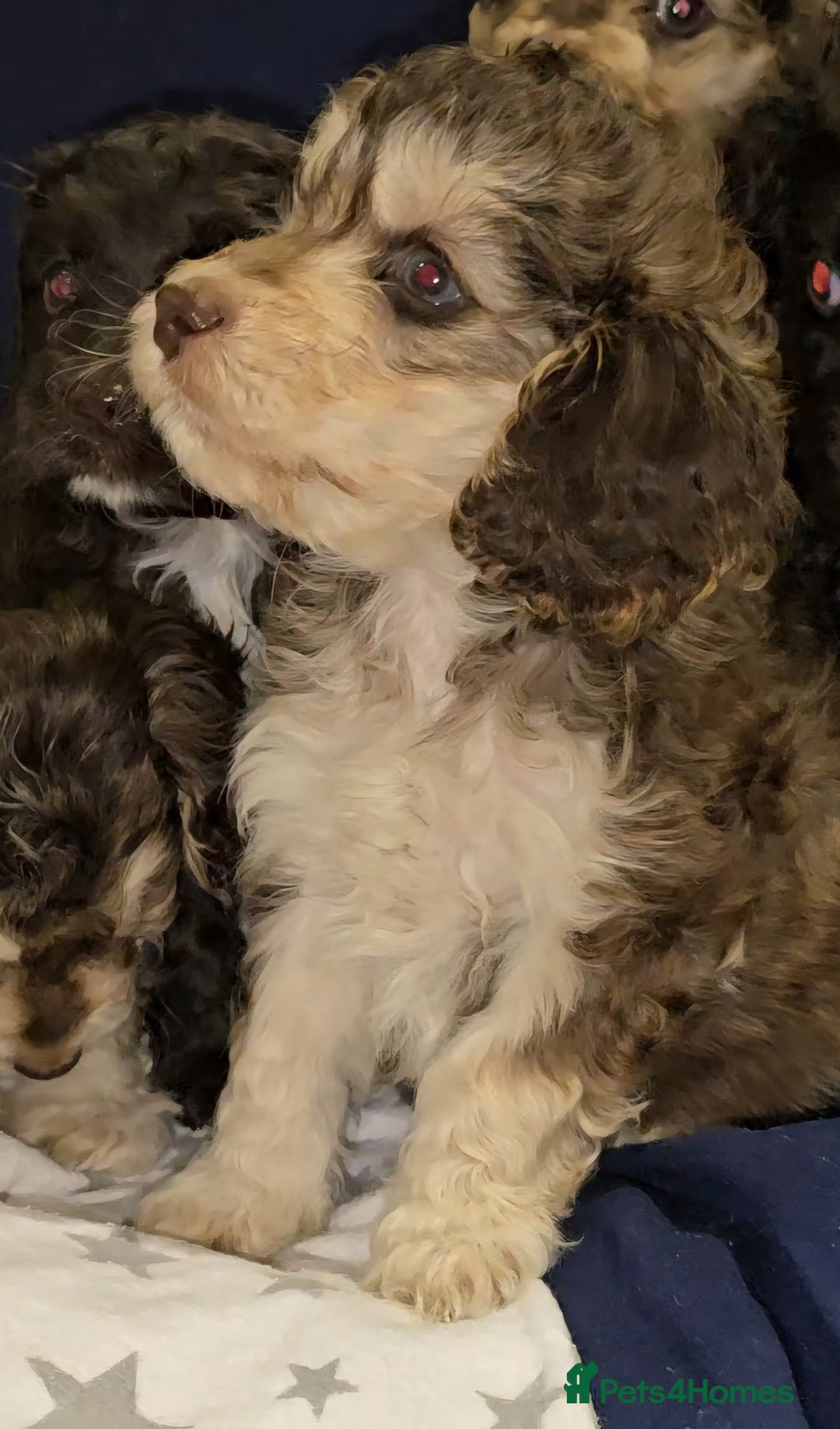 Cockapoo dogs for sale: 🐾 F1 Cockapoo Puppies – Ready Now! 🐾 - Image 2