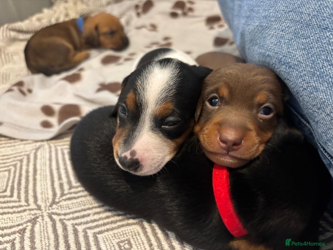 Miniature Dachshund dogs for sale: Dachshund x Jack Russell puppies (Jackshund) - Image 19