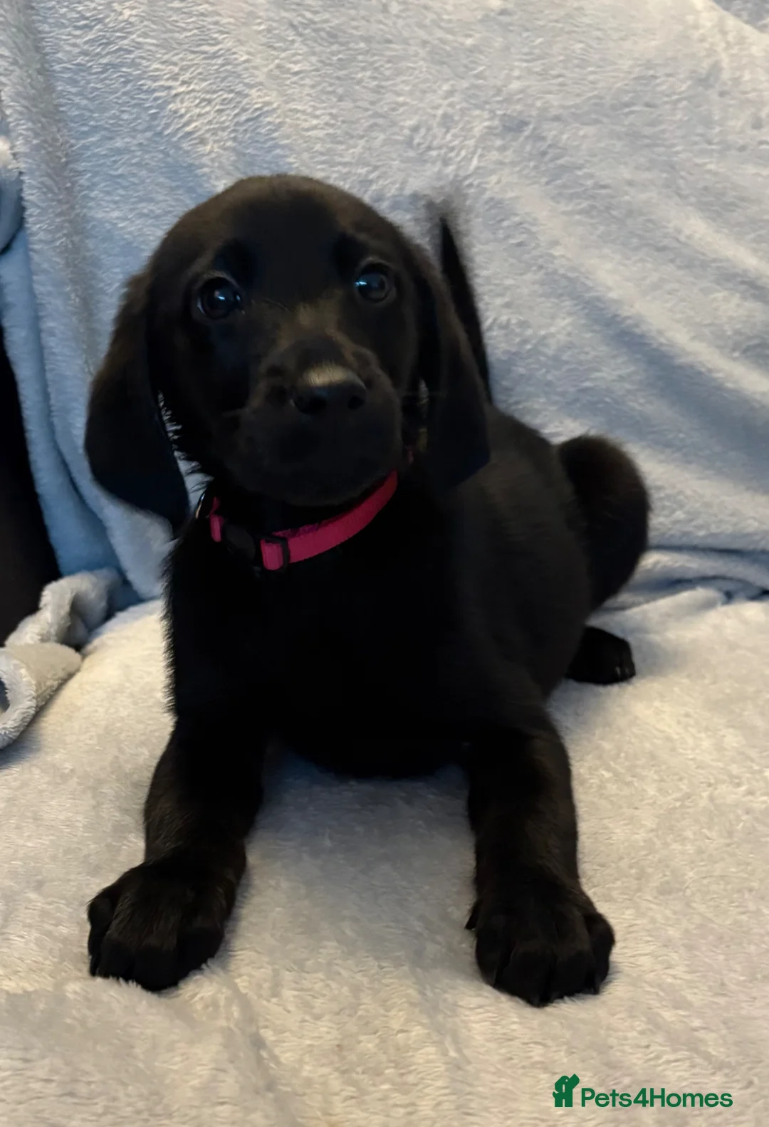 Labrador Retriever dogs for sale: Labrador retriever puppies - Advert 27