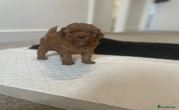 Toy Poodle dogs - Advert 11