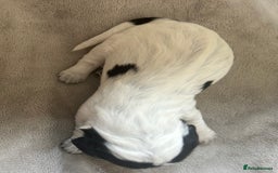 Cocker Spaniel dogs for sale: Blue roan cocker spaniels  - Image 11