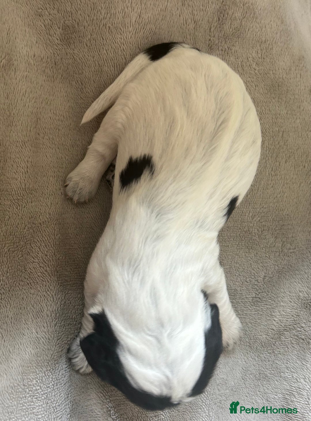Cocker Spaniel dogs for sale: Blue roan cocker spaniels  - Image 11