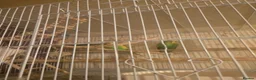 Budgerigars birds for sale: Budgie pair - Advert 4