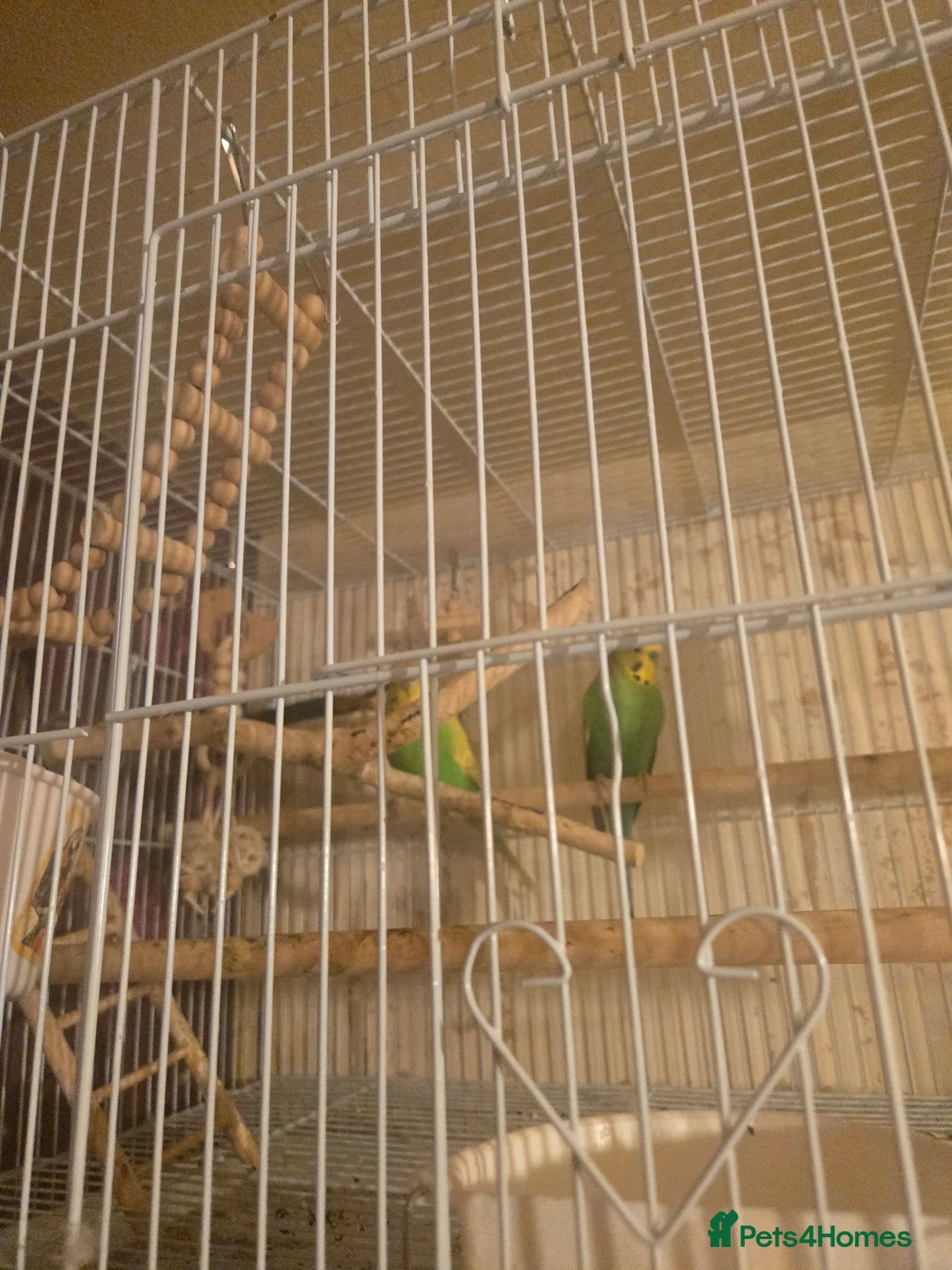 Budgerigars birds for sale: Budgie pair - Advert 4