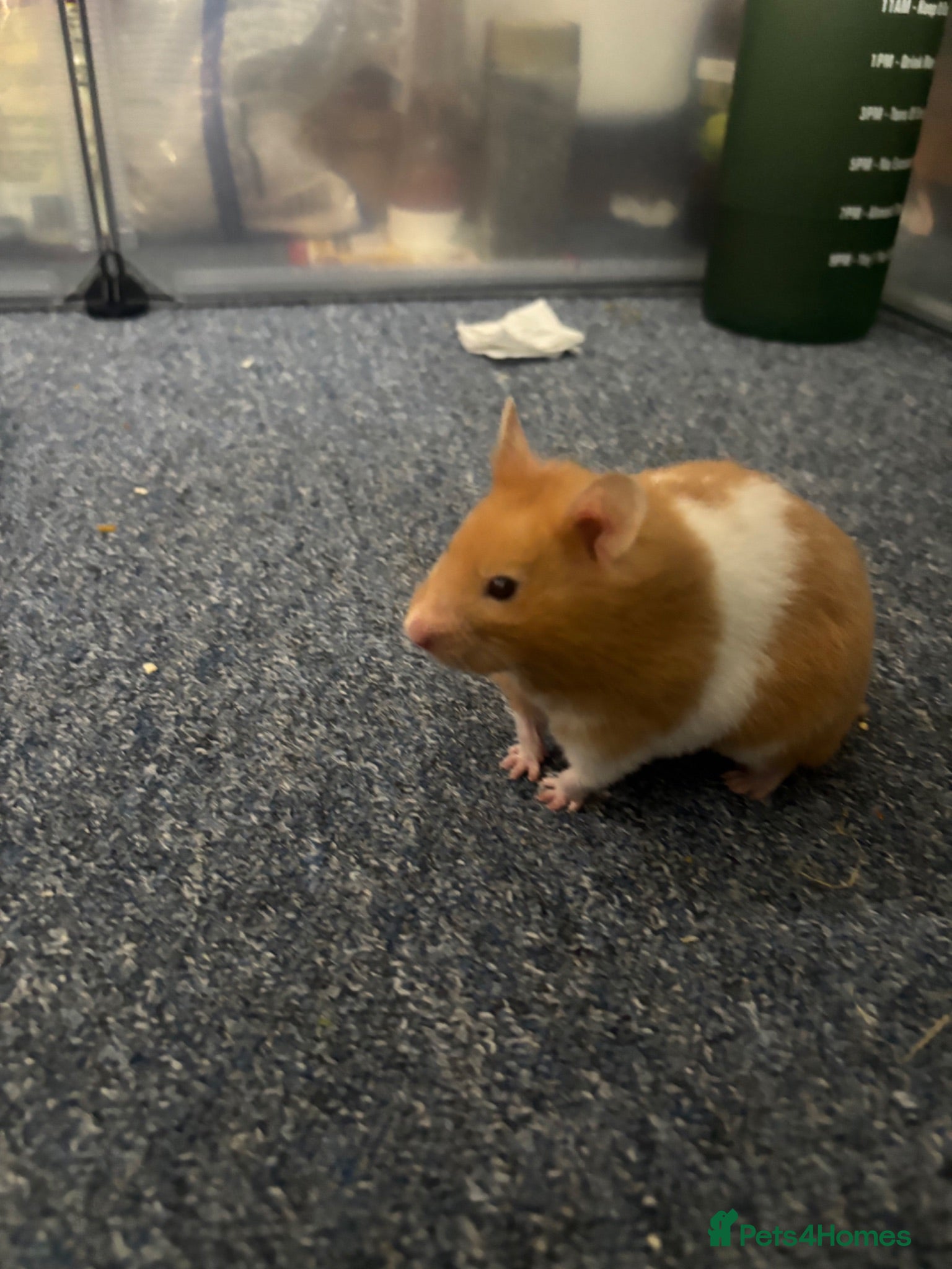 Hamster rodents Piku - Cute, young, playful healthy hamster - Advert 2