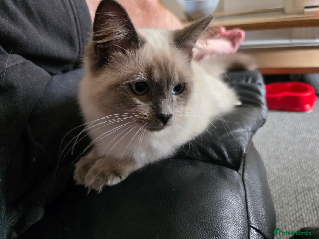 Ragdoll cats for sale: Two Beautiful Ragdoll Male ready for a new home - Image 12