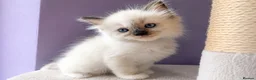 Ragdoll cats for sale: Registered ragdoll kittens by grand champion in Scunthorpe - Advert 15