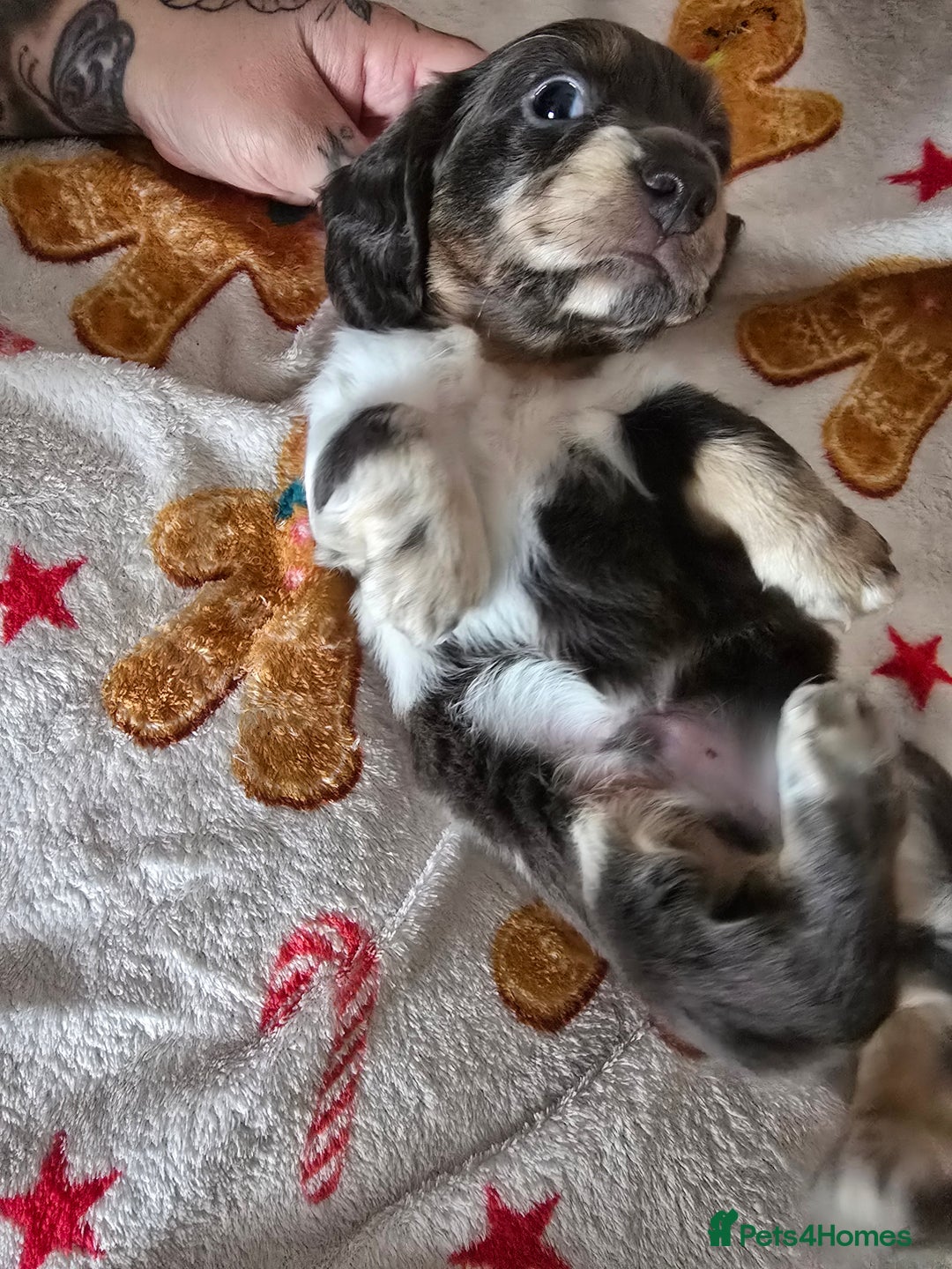 Dachshund dogs for sale: Short and long hair miniature dashund  - Image 11