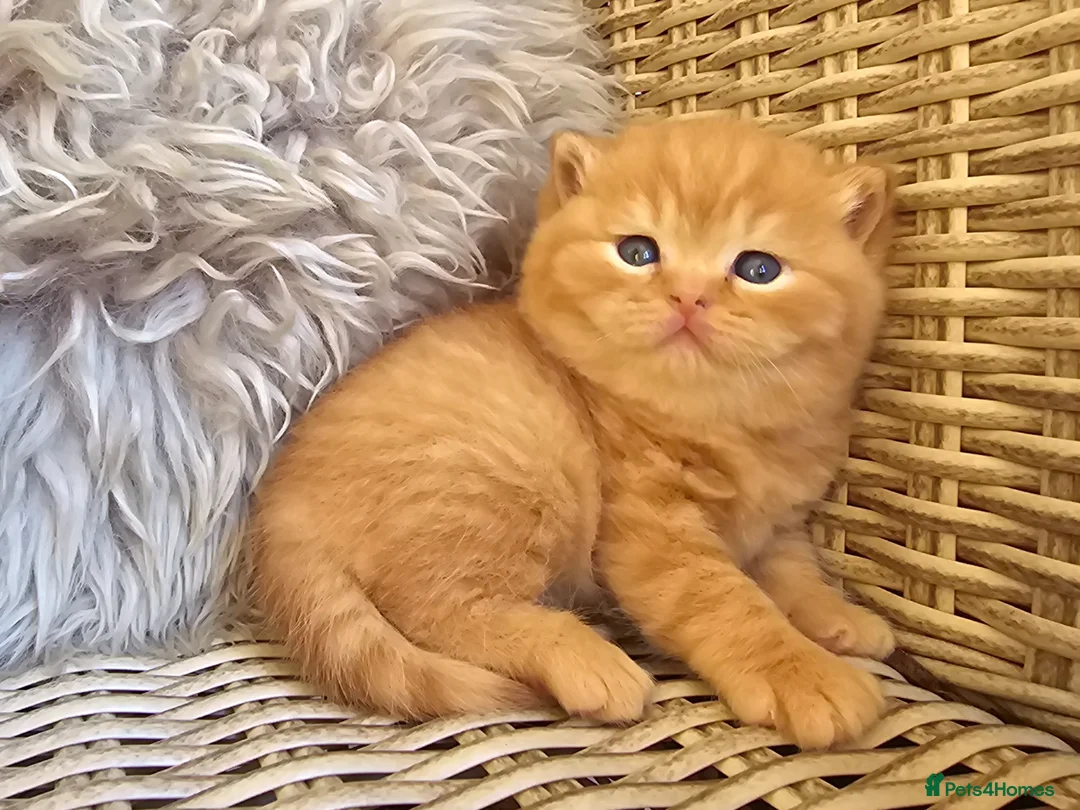 British Shorthair cats for sale: British Shorthair Champion Lines Kittens  - Advert 1