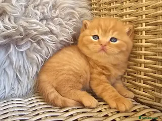 British Shorthair cats British Shorthair Champion Lines Kittens - Advert 3