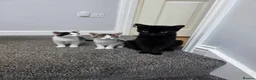 Mixed Breed cats for sale: Our beautiful kittens are now ready  - Advert 3