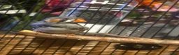 Finches birds for sale: male zebra finch needs rehoming - Advert 2