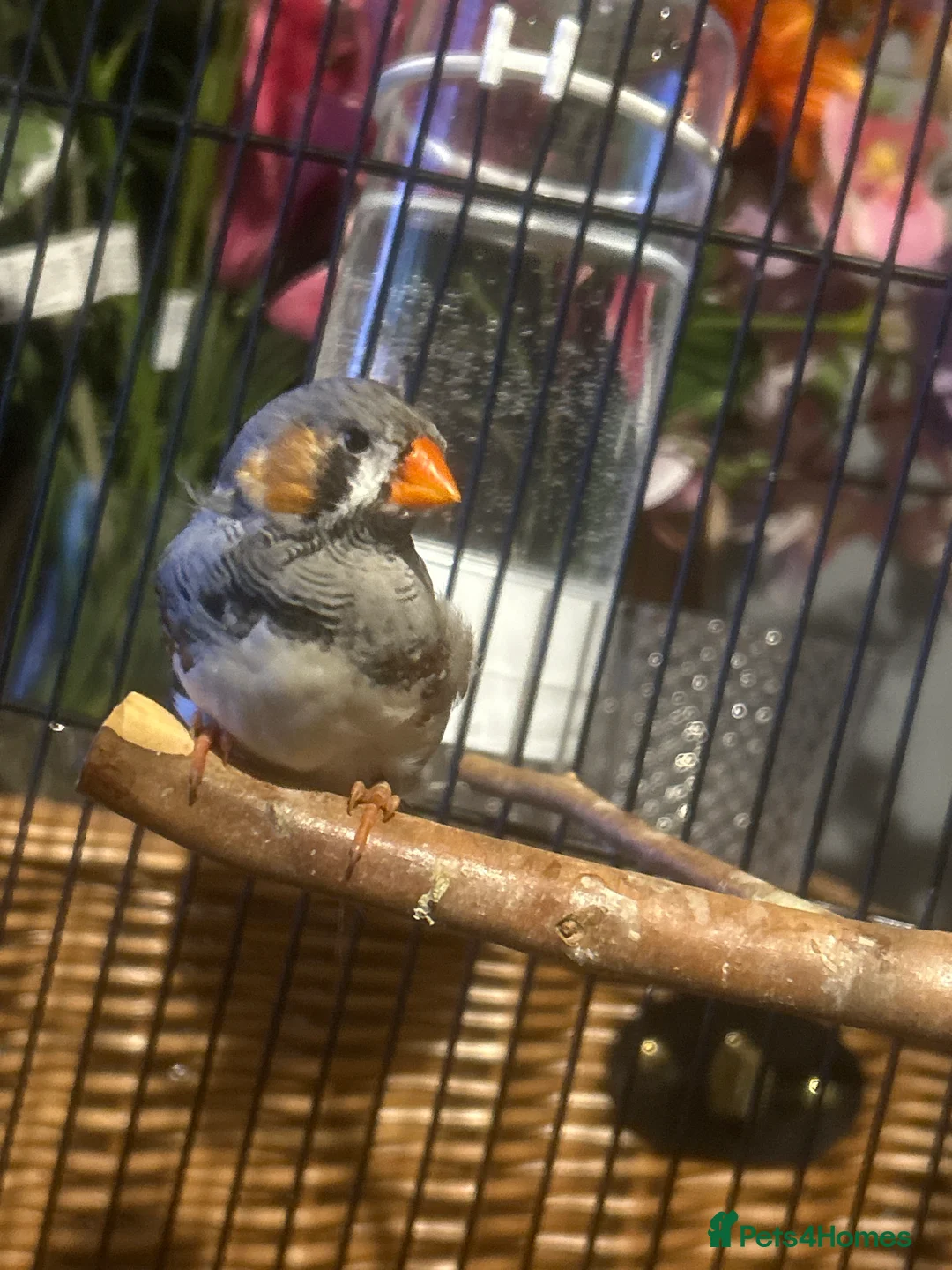 Finches birds for sale: male zebra finch needs rehoming - Advert 2