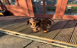 Miniature Dachshund dogs for sale: KC Reg Miniature Dachshunds.  - Image 4
