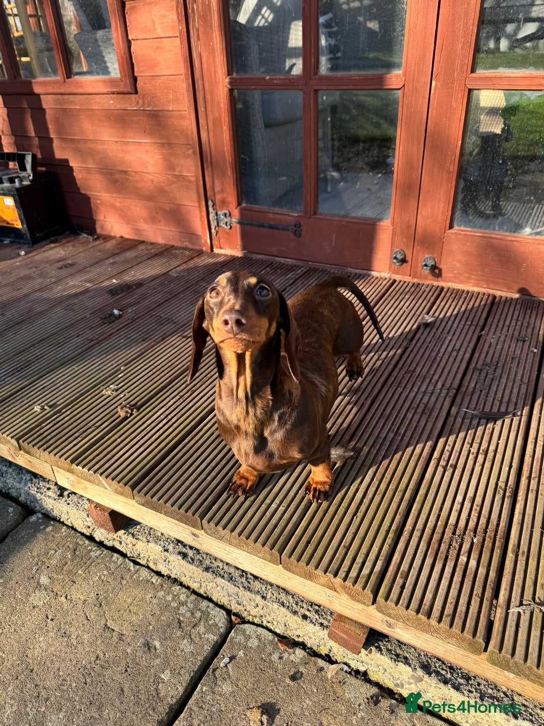 Miniature Dachshund dogs for sale: KC Reg Miniature Dachshunds.  - Image 4