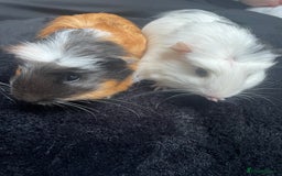 Guinea Pig rodents for sale: 2 Female Guinea Pigs - Image 5