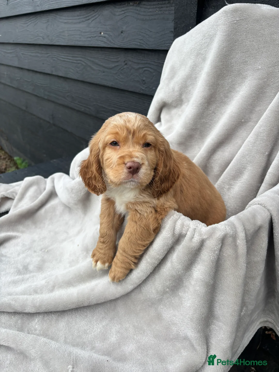 Cocker Spaniel dogs for sale: 5 beautiful kc reg cocker spaniel puppies  - Advert 9