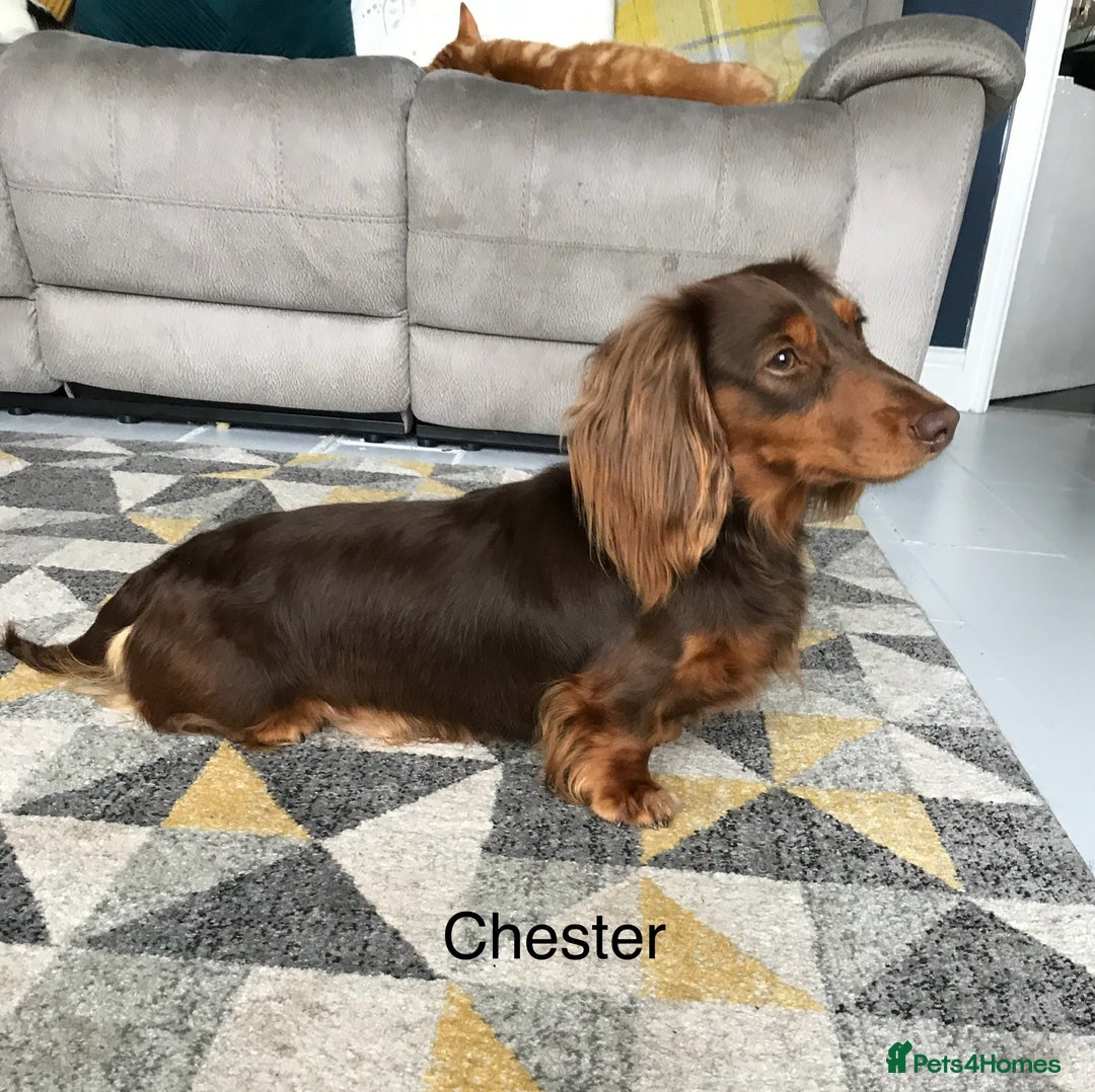 Miniature Dachshund dogs for sale: KC reg male & female needs new homes  - Advert 5