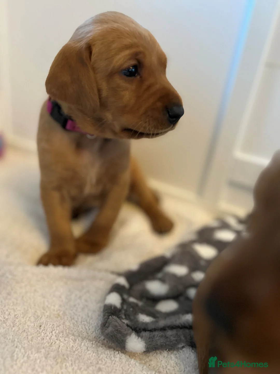 Labrador Retriever dogs for sale: KC Fox Red Labrador Retriever Puppies - Advert 21