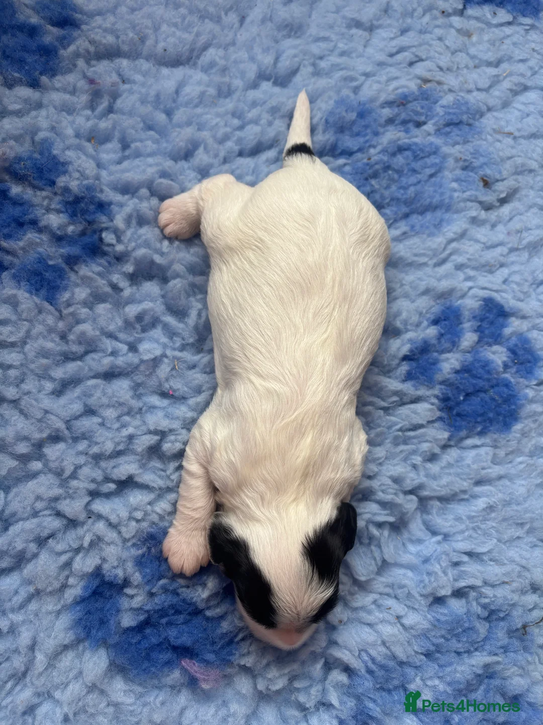 Cockapoo dogs for sale: 🐣Toy Cockapoo Puppies 🌸 - Advert 7