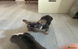 French Bulldog dogs for sale: French bulldog big rope - Image 3