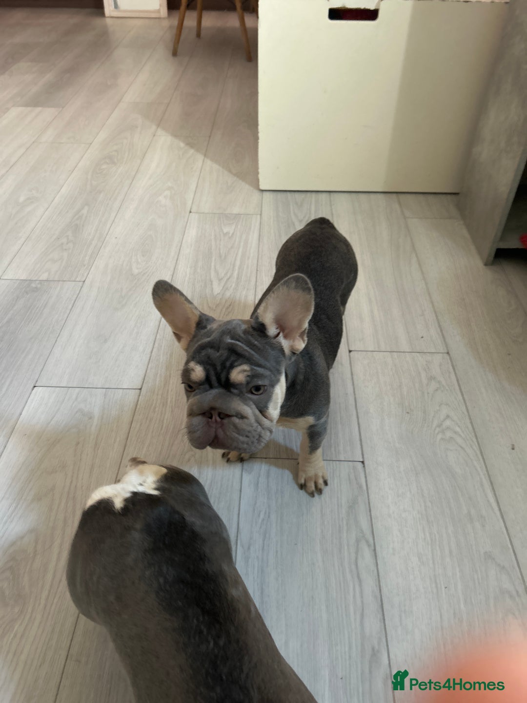 French Bulldog dogs for sale: French bulldog big rope - Image 3