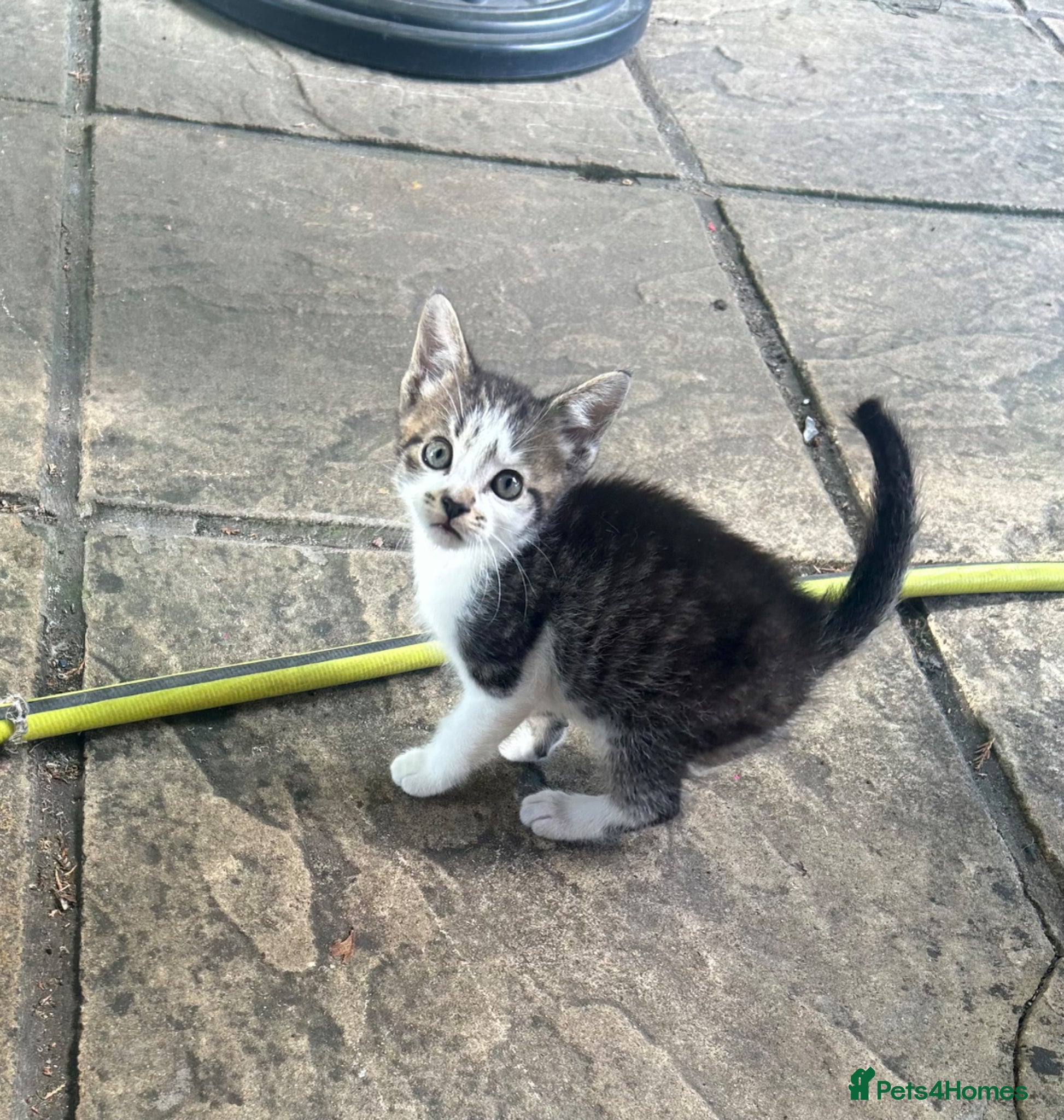 Mixed Breed cats Cute two available girl kittens end of the weeks  - Advert 1