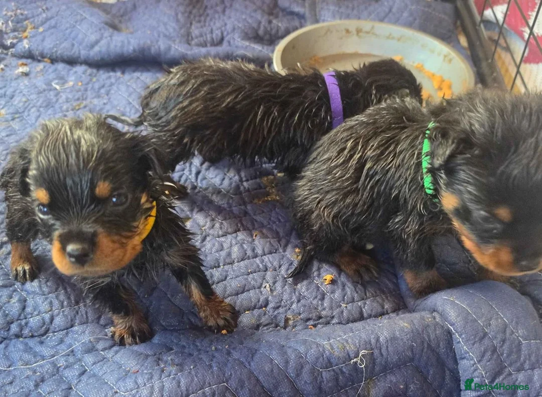 Rottweiler dogs for sale: 🫶🏻european🥹Favourable❤️‍🩹rotties for sweet hom in Cwmbran - Advert 2
