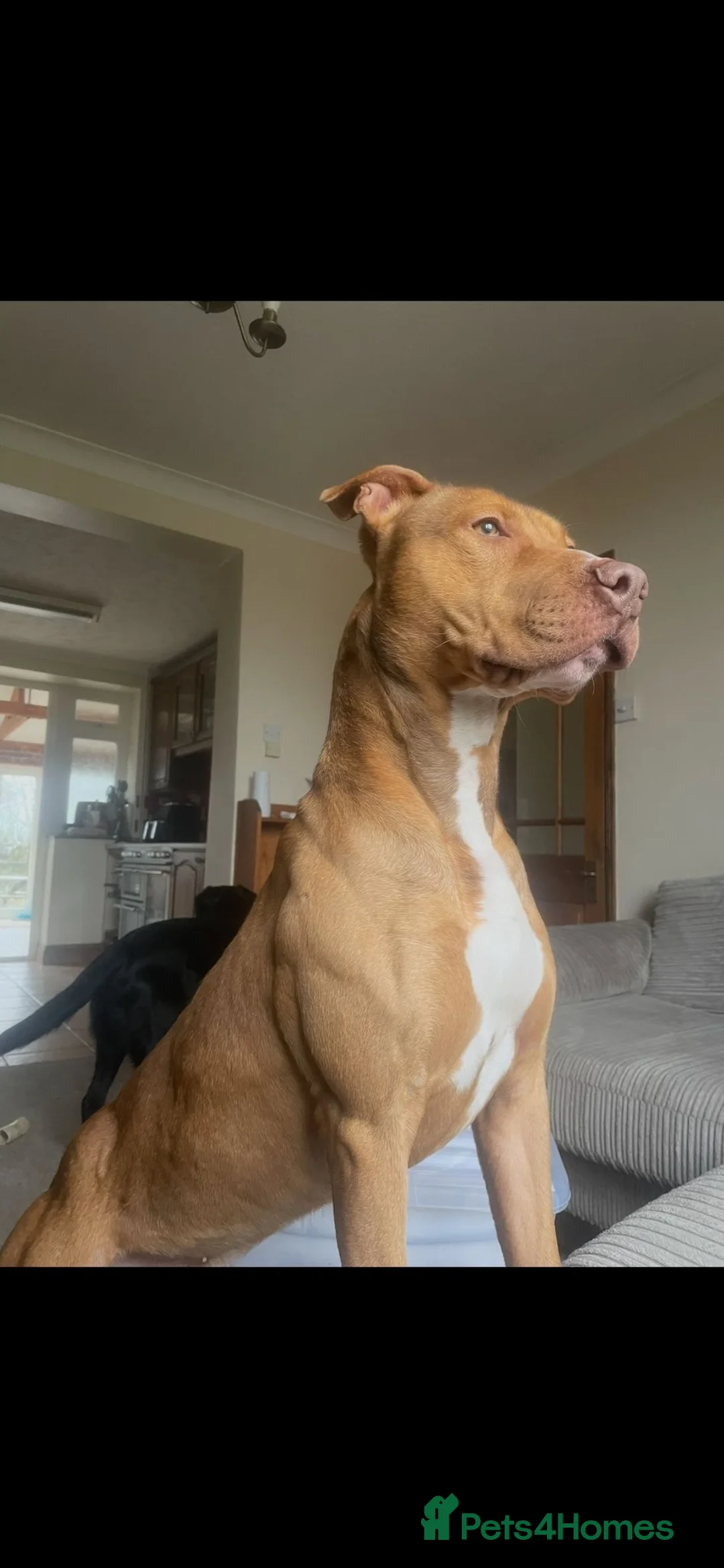 Mixed Breed dogs for sale: AM Staff x English Bull Terrier - Advert 1