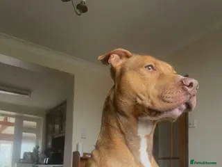 Mixed Breed dogs AM Staff x English Bull Terrier - Advert 15