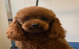 Yorkiepoo dogs for sale: Toy Yorkiepoo F1b - Image 7