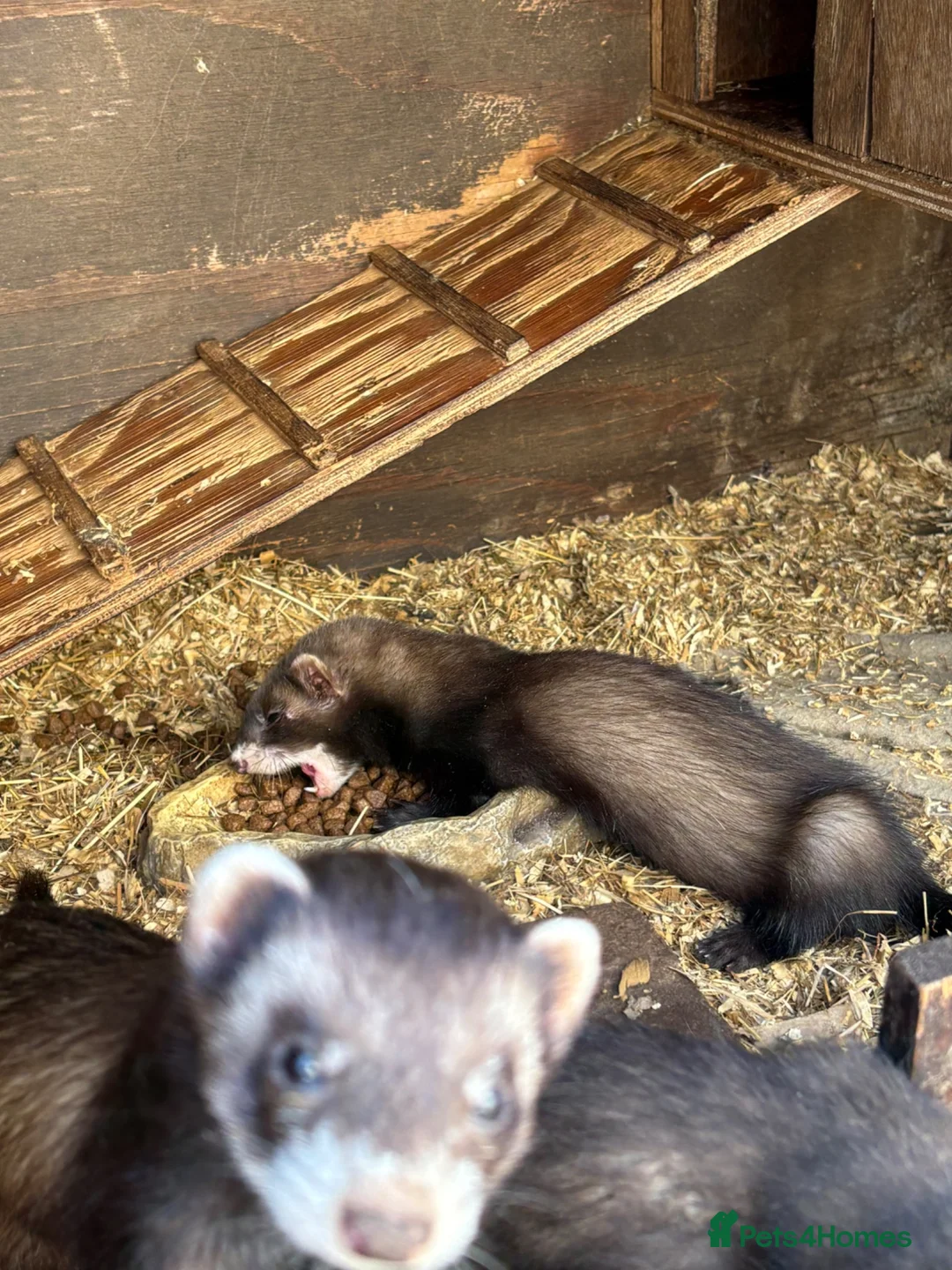 Ferret rodents for sale: Ferret kits, mixed colours  - Advert 7