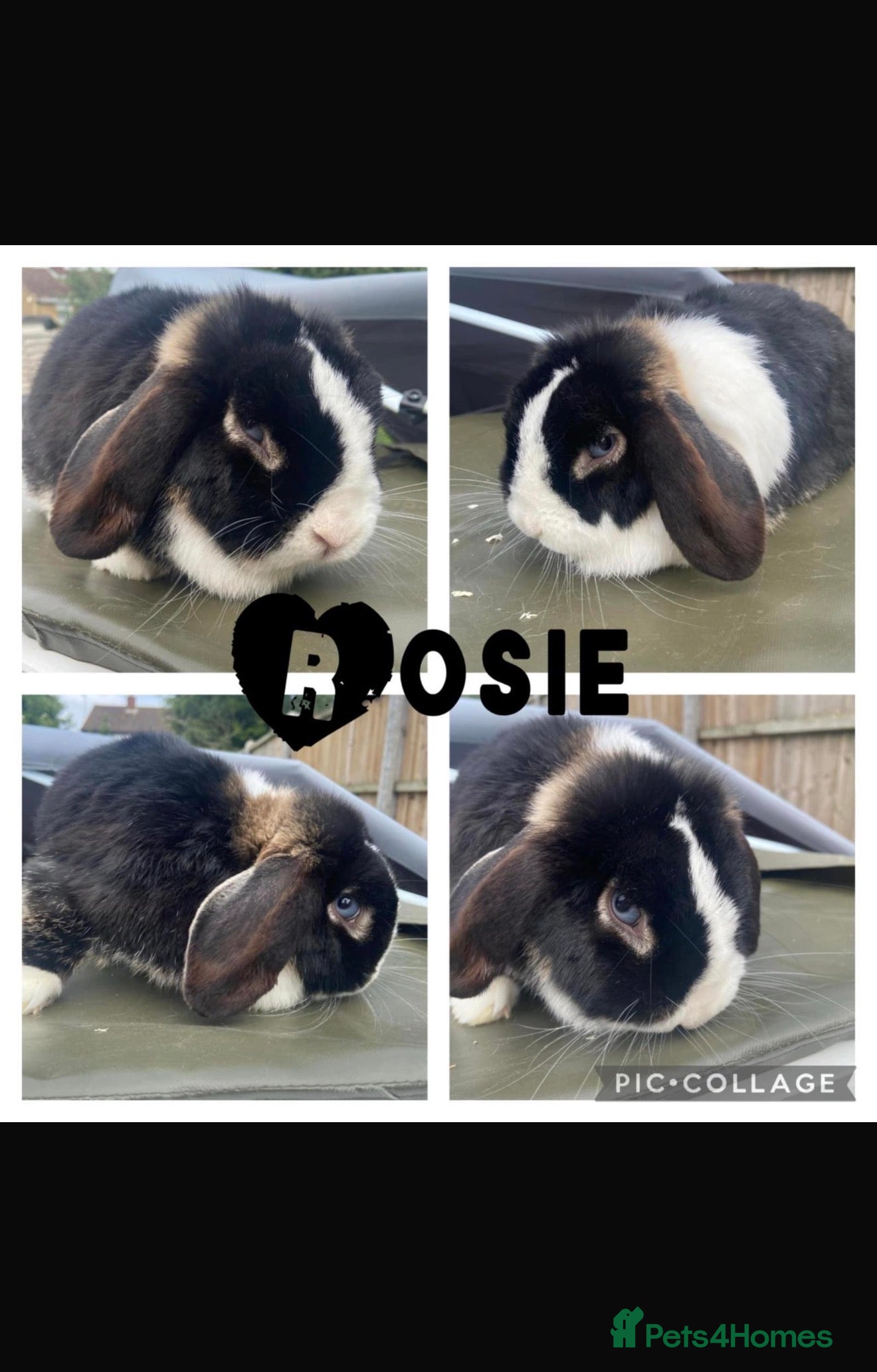 Mini Lop rabbits Vaccinated Female mini lop (pet or breeding)  - Advert 14